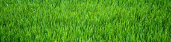 cropped-imagesb-green-grass.jpg